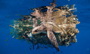 Plastic Pollution: A 21st Century Environmental and Health Challenge