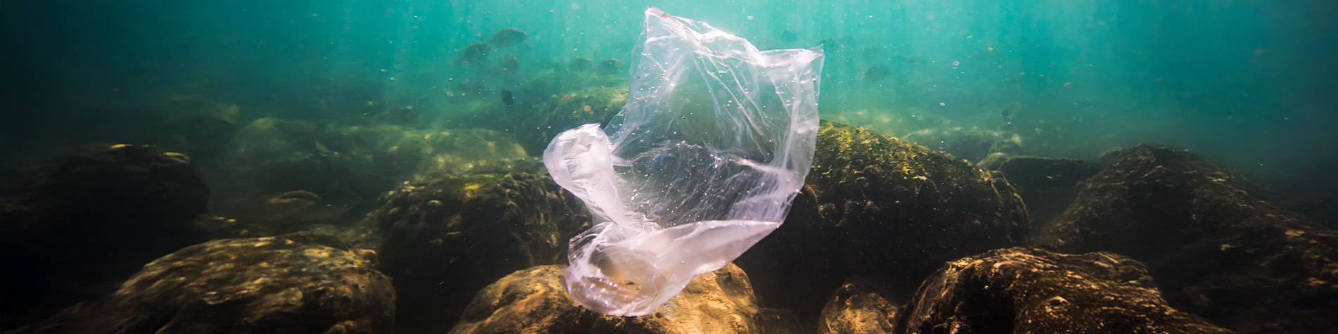 At the bottom of the sea: the garbage that betrays us At the bottom of the sea: the garbage that betrays us