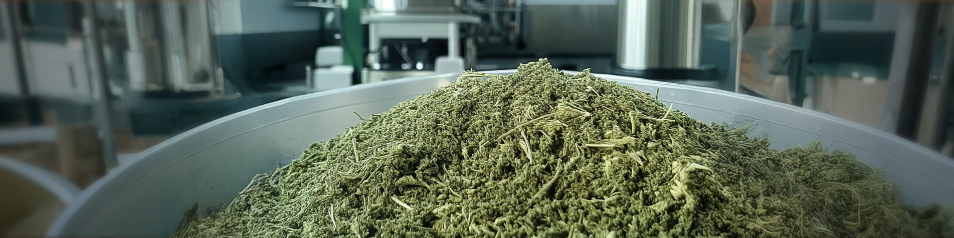 El cáñamo industrial: motor estratégico para una nueva bioindustria uruguaya El cáñamo industrial: motor estratégico para una nueva bioindustria uruguaya